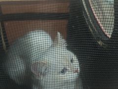 -米苏动物医院·犬猫专科·骨科外科内窥镜