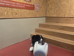 -和它·交个朋友·狗咖猫咖(爱琴海店)