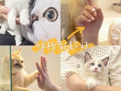 -lincat·猫舍(广州店)