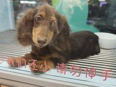 -FAELING PETS美天灵宠物(合生汇店)