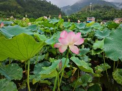 -广州市流溪河国家森林公园