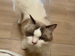 -唐小姐の私宠·宠物洗护美容·撸猫馆·购宠(周浦万达旗舰店)