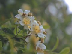 -大姆山草场