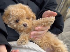 -萌宠之家·腊肠犬·马尔泰·小体犬舍