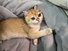 -小猫来了·猫舍(红山六九七九店)