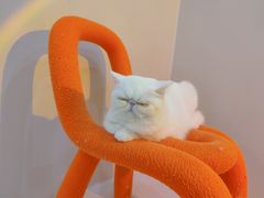 -More Fun猫咖 二十只万元加菲主题
