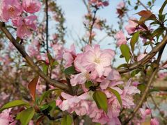 -南汇桃花村