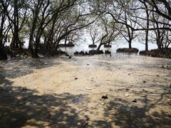 -宝安西湾红树林湿地公园