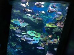 -暹罗海洋世界