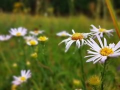 -乌兰布统景区-白桦林