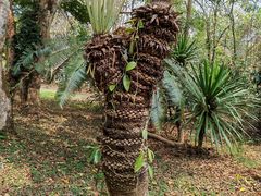 -中国科学院西双版纳热带植物园