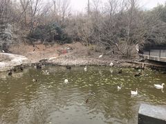 -合肥野生动物园