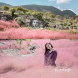 粉黛成海🔥重庆周边又有新秘境👉🏻叠石花谷