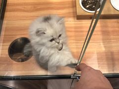 -袖虎·猫馆(体育西路店)