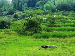 -黟县屏山村