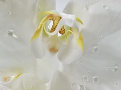 -LANN I 蘭 泰式古法按摩(徐家汇城开YOYO店)