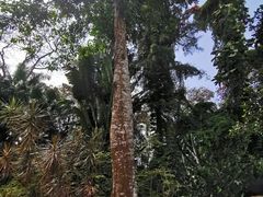 -海南热带野生动植物园