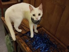 -猫色咖啡·猫咖