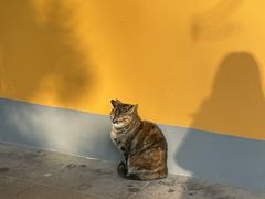 -龙华素斋(龙华路店)