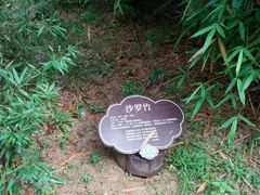 -大屏嶂森林公园