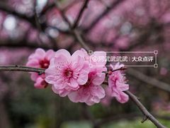 -棠湖公园