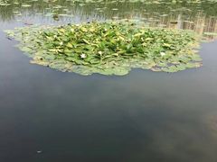 -前关湿地公园