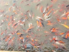 -卧龙湖
