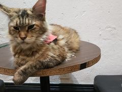 -猫色咖啡·猫咖