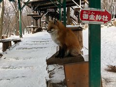 -宫城藏王狐狸村