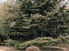 -莲花池公园