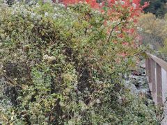 -叠溪松坪沟景区