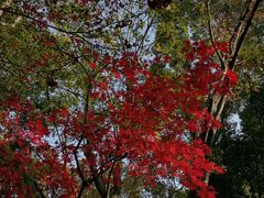-绮园景区