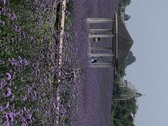 -紫颐香薰山谷景区