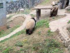 -都江堰中华大熊猫苑