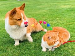 -九田家黑牛烤肉料理(溧阳吾悦店)