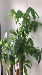 -苗方清颜专业祛痘·皮肤管理
