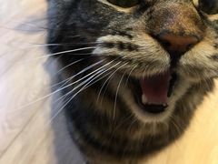 -Pets First伊珊娜洗护·精致美容·家庭式寄养(新会路店)