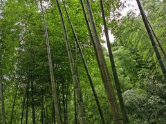 -天目湖松岭竹海漂流