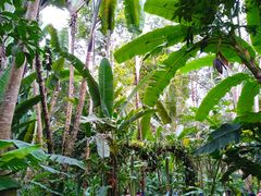 -中国科学院西双版纳热带植物园