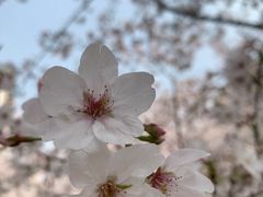 -高东镇樱花园
