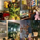 广州探店｜来一场森林风猫咖的约会吧
