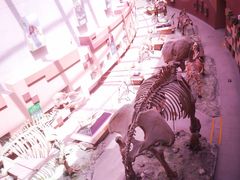 -陕西自然博物馆