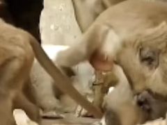 -昆明动物园