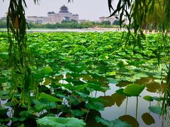 -莲花池公园