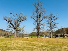 -千年银杏谷文化旅游区