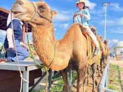 -库伦旗银沙湾旅游景区