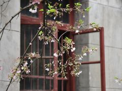 -武汉大学-樱园