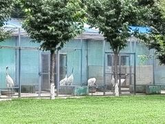 -沈阳鸟岛