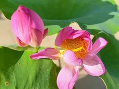 -莲花池公园