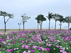 -野狸岛